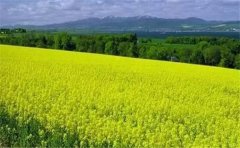 怎么用空氣負氧離子監測系統？